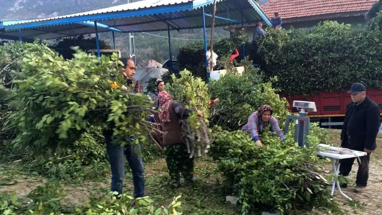 Defne Yaprağı Altın Gibi Kazandırıyor! 4